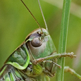 Metrioptera roeselii
